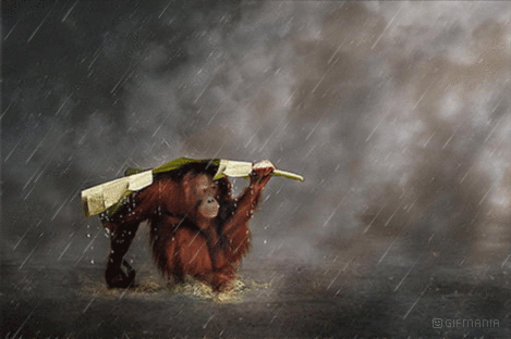 GIF animado (9803) Orangutan lluvia