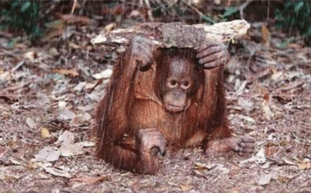 GIF animado (9804) Orangutan lluvia