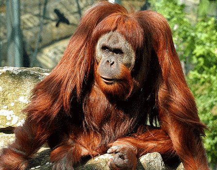 GIF animado (9805) Orangutan macho
