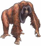 GIF animado (9806) Orangutan macho