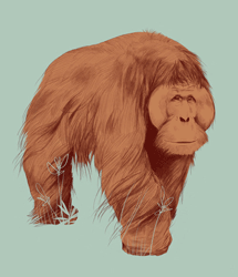 GIF animado (9807) Orangutan macho