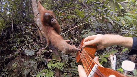GIF animado (9809) Orangutan tocando guitarra
