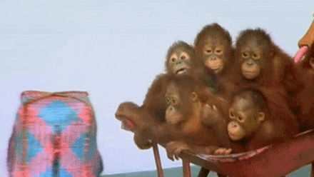GIF animado (9810) Orangutanes