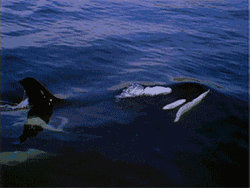 GIF animado (6222) Orca