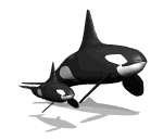 GIF animado (6224) Orca con su cria