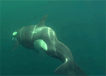 GIF animado (6227) Orca nadando
