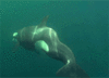 GIF animado (6227) Orca nadando