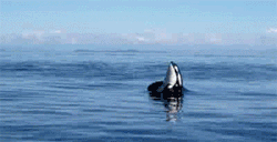 GIF animado (6229) Orca saltando