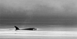 GIF animado (6234) Orcas blanco negro