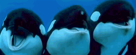 GIF animado (6235) Orcas divertidas
