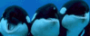 GIF animado (6235) Orcas divertidas