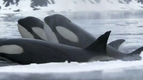 GIF animado (6236) Orcas hielo marino