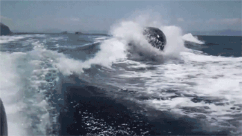 GIF animado (6237) Orcas mar