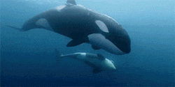 GIF animado (6238) Orcas nadando
