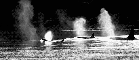 Imagen GIF de Orcas respirando animado