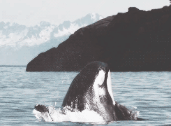 GIF animado (6240) Orcinus orca