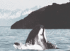 GIF animado (6240) Orcinus orca