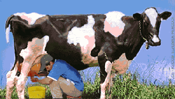 GIF animado (10097) Ordenando vaca