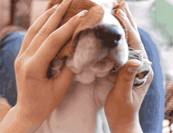 GIF animado (10451) Orejas basset hound
