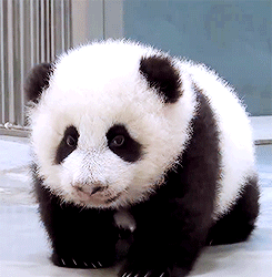 GIF animado (10293) Osezno panda