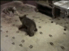 GIF animado (10338) Osezno pardo perro