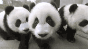 GIF animado (10294) Oseznos panda