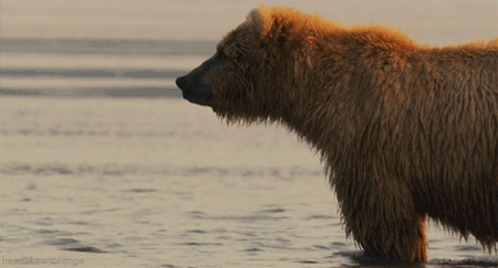 GIF animado (10340) Oso grizzly