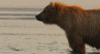 GIF animado (10340) Oso grizzly