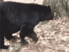 GIF animado (10274) Oso negro asustado