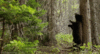 GIF animado (10276) Oso negro bosque