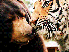 GIF animado (10285) Oso negro tigre