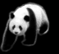 GIF animado (10298) Oso panda andando