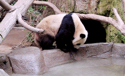 GIF animado (10299) Oso panda bebiendo agua