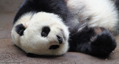GIF animado (10311) Oso panda tumbado