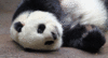 GIF animado (10311) Oso panda tumbado
