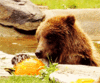 GIF animado (10349) Oso pardo comiendo