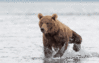 GIF animado (10352) Oso pardo corriendo