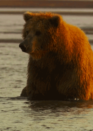 GIF animado (10359) Oso pardo grizzly