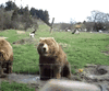 GIF animado (10365) Oso pardo saludando