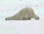GIF animado (10389) Oso polar arrastrandose