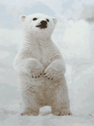GIF animado (10390) Oso polar bailando