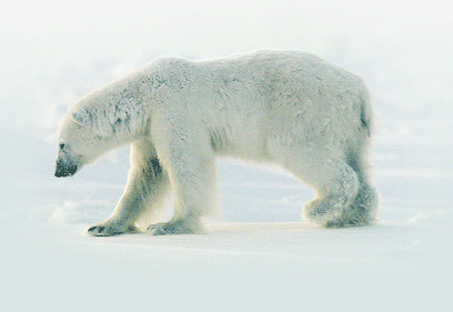 GIF animado (10394) Oso polar grande