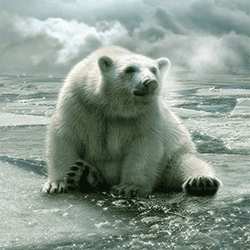GIF animado (10400) Oso polar polo norte