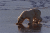 GIF animado (10401) Oso polar resbalando