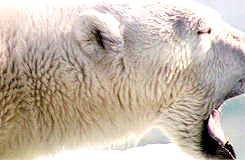 GIF animado (10402) Oso polar rugiendo