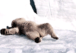 GIF animado (10405) Oso polar tumbado