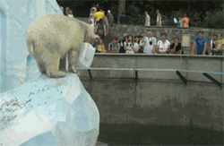 GIF animado (10406) Oso polar zoologico