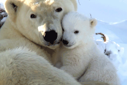 GIF animado (10408) Osos polares