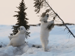 GIF animado (10410) Osos polares jugando