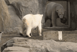 GIF animado (10411) Osos polares jugando pelota